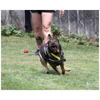 Lady, ivartalanított szuka #17