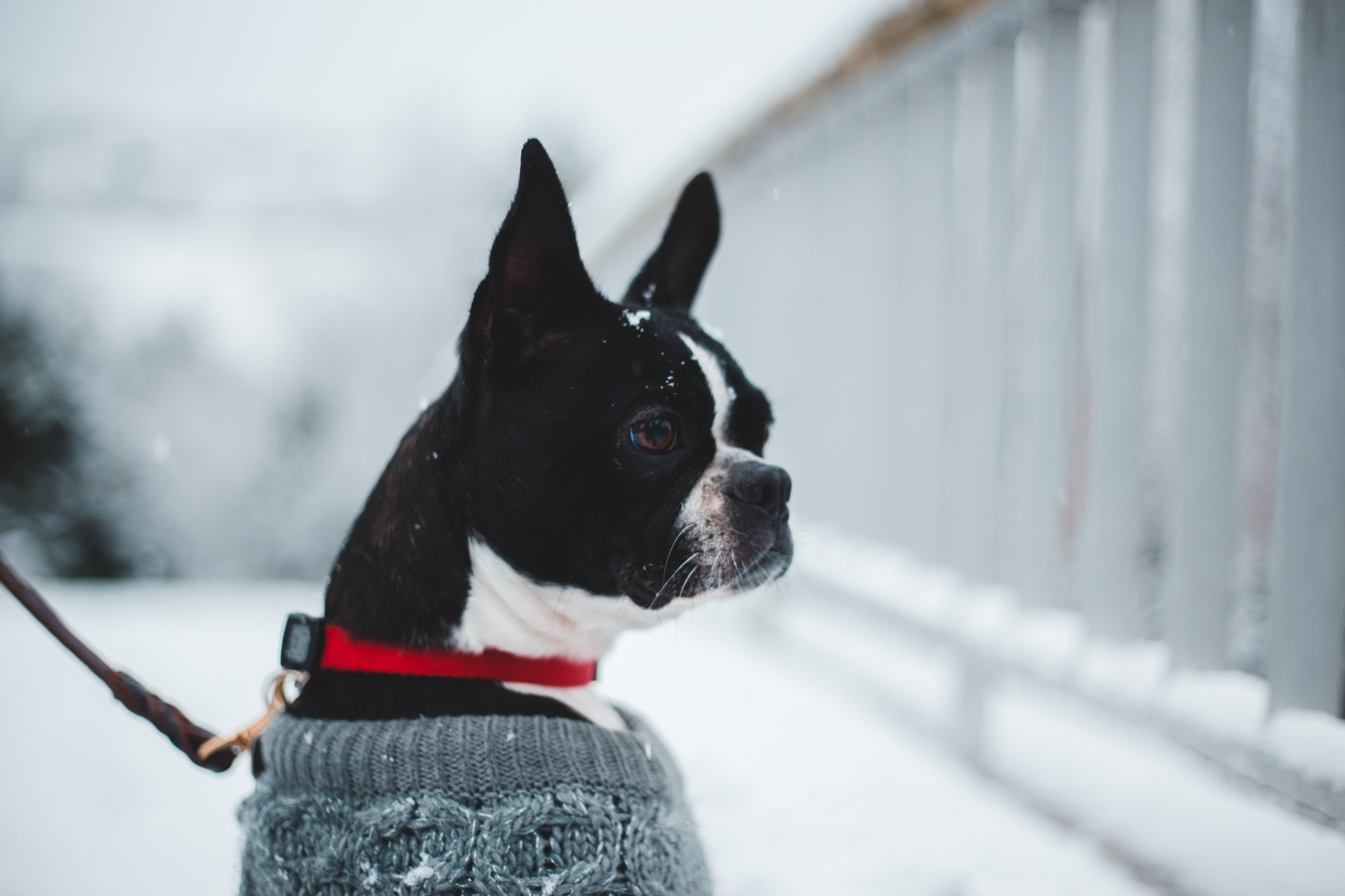 Boston Terrier îmbrăcat iarna