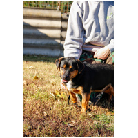 Kópé, 2 éves ivartalanított kan