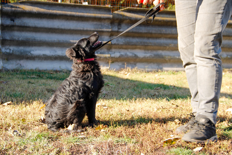 Áfonya, 5 hónapos keverék kislány