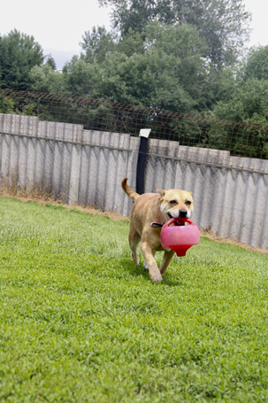 Pufirizsa, 8 éves ivartalanított szuka