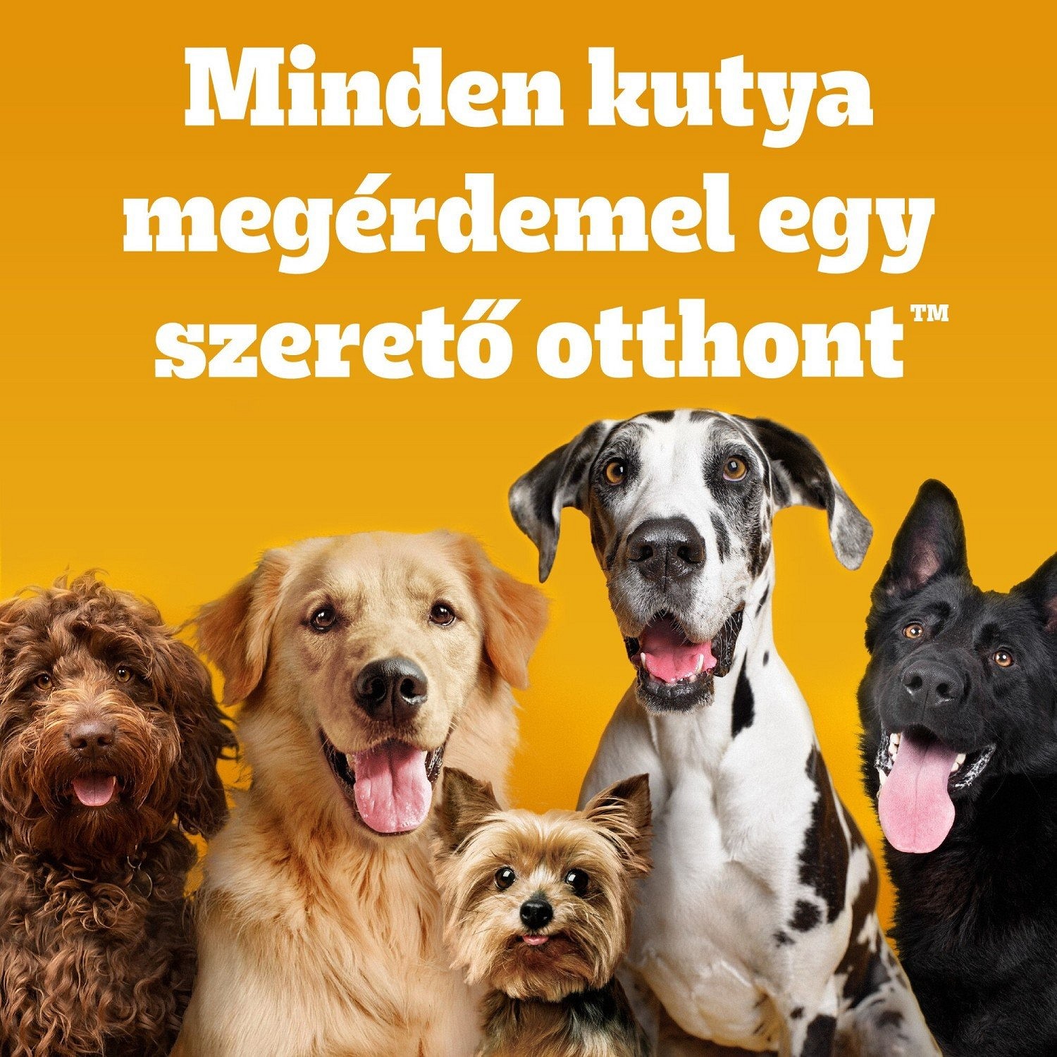Pedigree Adult marhahúsos és zöldséges száraztáp