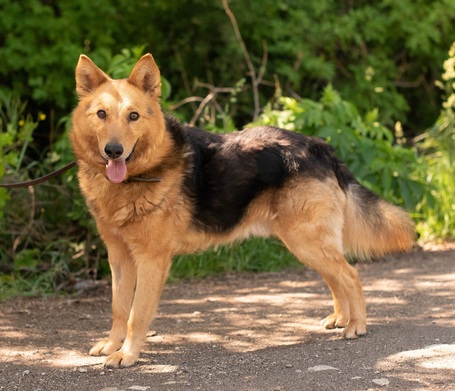 Sajó, 3 éves, 51 cm magas, németjuhász keverék, kan