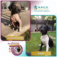 Burgimmune Forte immunerősítő tabletta kutyáknak #11