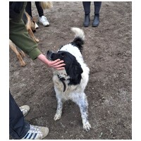 Finn, 1 éves kan #8