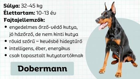 Dobermann - Az ádáz testőrtől napjaink négylábú terapeutájáig