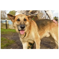 Károly, 7 éves, német-juhász jellegű, kan #3