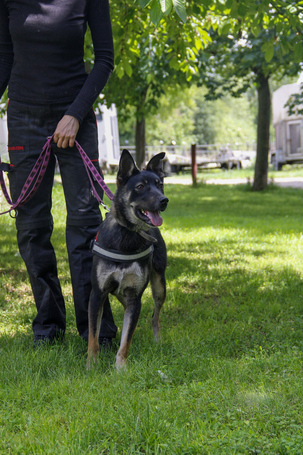 Hektor, kan kutyus gazdit keres