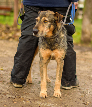 Pongó, 7 éves, kan