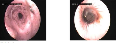 Dermoscent PYOclean Oto kutyáknak, macskáknak és nyulaknak