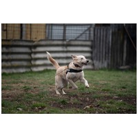 Szamóca, árva leányka #4