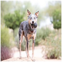 Kong Extreme harang #3