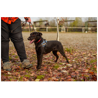 Aji, 2 éves, szuka #5