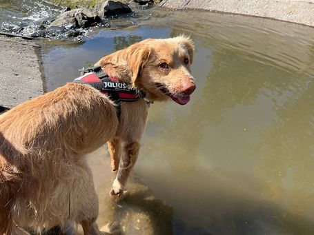 Wall-e, két éves, kan