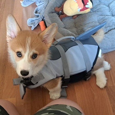 Taz