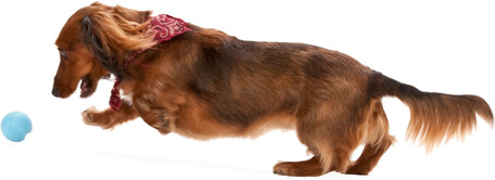 West Paw Jive - Össze-vissza pattogó labda