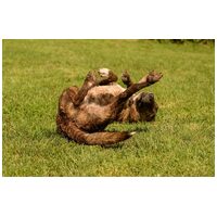 Ariell, 12 éves, 47 cm magas, lány kutya #8