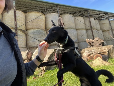 Gizmo, fél éves, kan