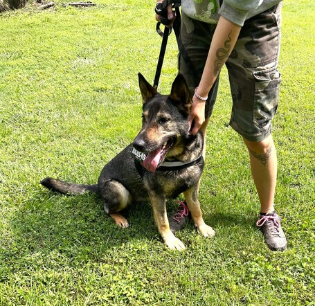 Lady, ivartalanított szuka