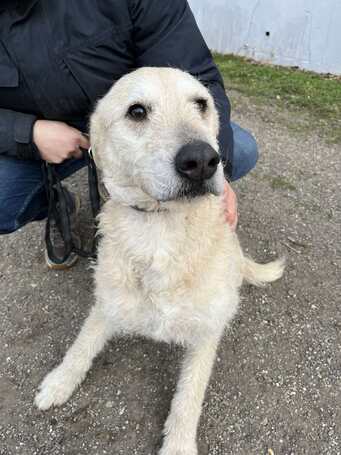 Sziszike, 8 éves, ivartalanított szuka kutyus