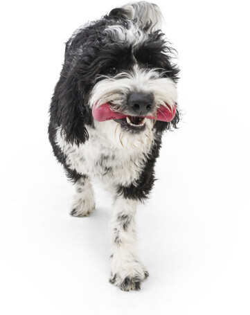 West Paw Seaflex Drifty - Csontot imitáló rágóka