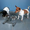 Trixie fém kutyatálak állványon állítható magasságban