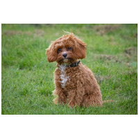 Cavapoo: az ultracuki teddy mackó