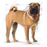 Royal Canin Medium Dermacomfort - Száraz táp bőrirritációra hajlamos, közepes testű felnőtt kutyák részére #10