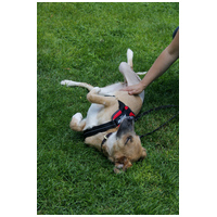 Kira, 2 éves szuka kutyus #5