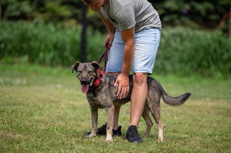 Kópé, 5 éves, 50 cm magas, kan