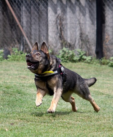 Lady, ivartalanított szuka