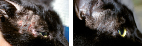 Dermoscent Cicafolia sebkezelő gél kutyáknak és macskáknak