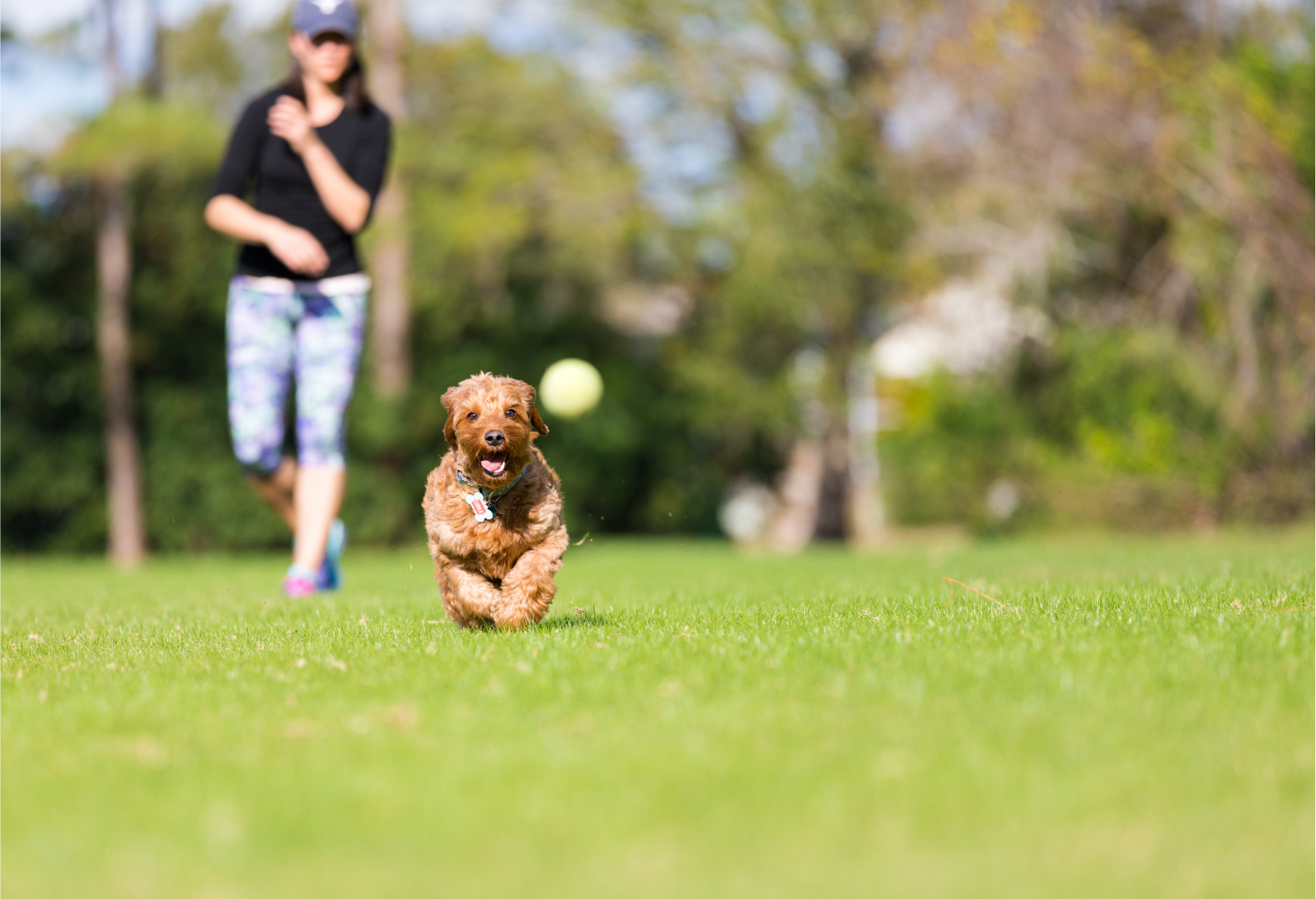 Mini goldendoodle kutya labdázik