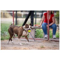 Morpheus, 7 éves, 50 cm magas, boxer mix, kan #6