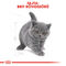 Royal Canin British Shorthair Kitten - Brit rövidszőrű kölyök macska száraz táp