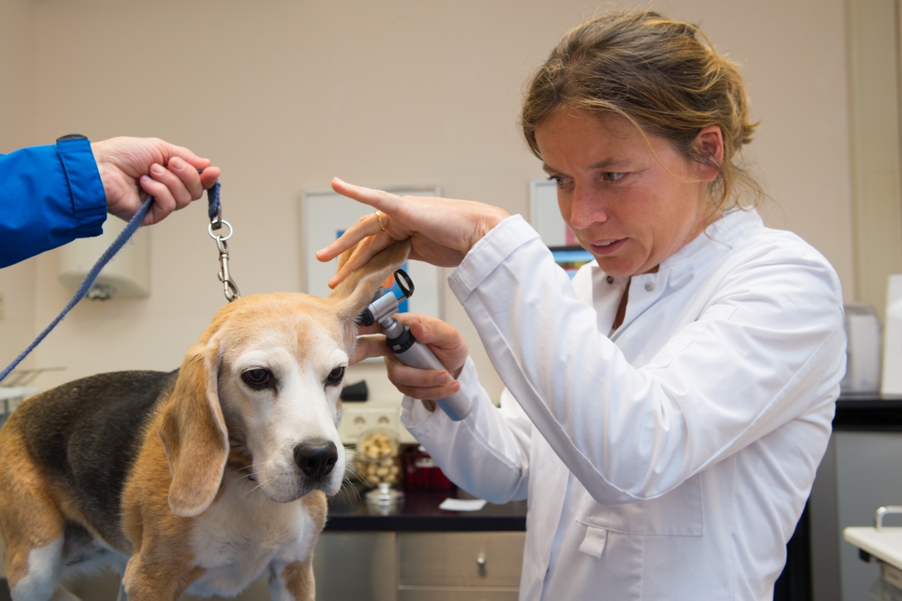 Beagle verificarea urechilor