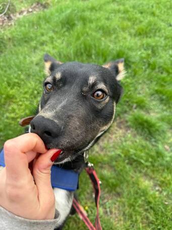 Hektor, kan kutyus gazdit keres