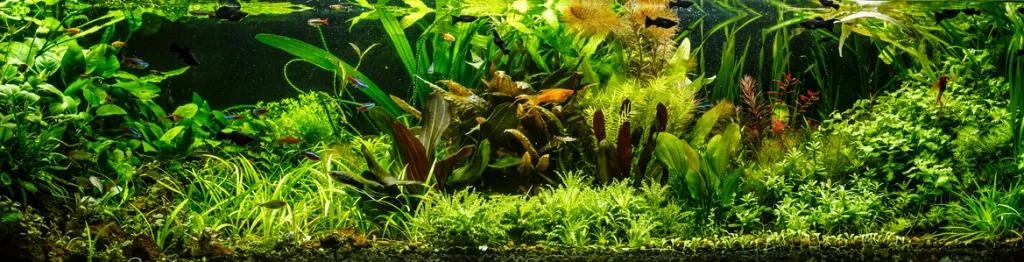 Csodálatos akváriumi növények