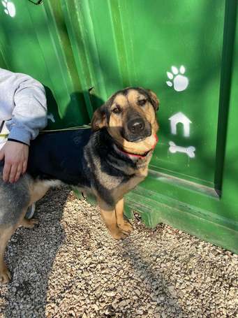 Minerva, 1 éves, németjuhász keverék, szuka