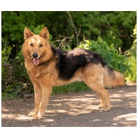 Sajó, 3 éves, 51 cm magas, németjuhász keverék, kan #8