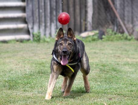 Lady, ivartalanított szuka