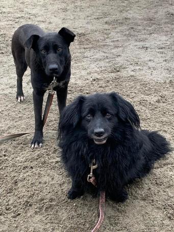 Luke, 6 éves, 40 cm magas, kan