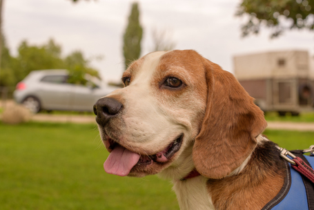 Nacho, 5 éves, beagle keverék, kan