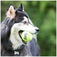 Kong Squeakair teniszlabdák #17