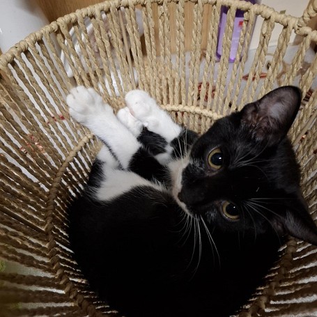 Oreo