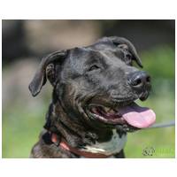 Zara, 12 éves, 58 cm magas, leány kutya #3