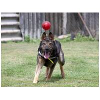 Lady, ivartalanított szuka #12