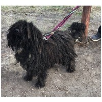 Gombóc Artúr, 12 éves, 44 cm magas, puli, kan #2