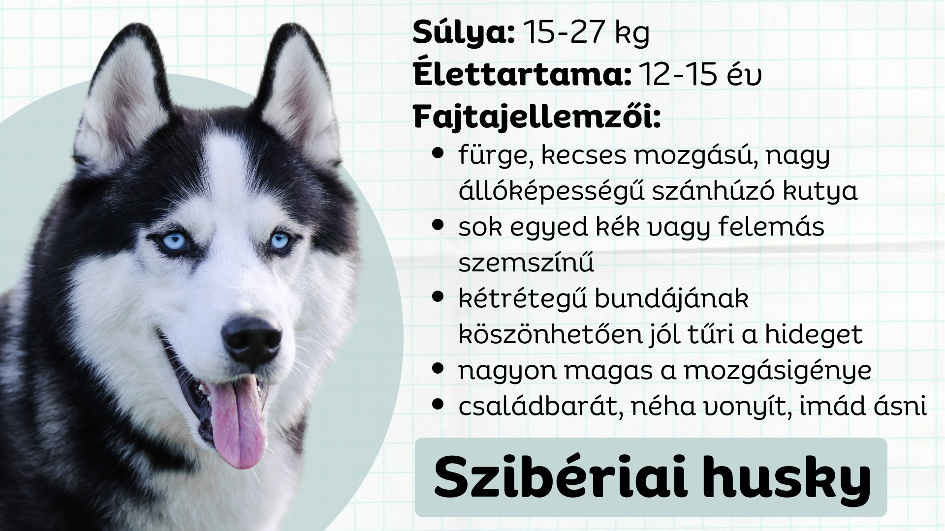Szibériai husky jellemzői1