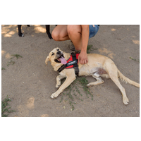 Mutyi, kilenc hónapos, kan #4